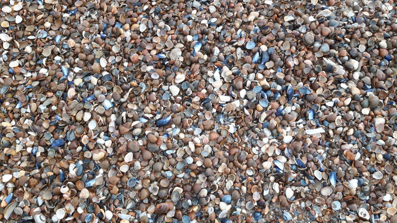 Beachloft Zeeland 1 Scharendijke